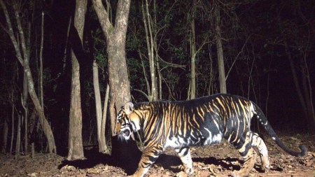 The 2022 All India Tiger Estimation revealed that out of the 16 tigers recorded in Similipal, 10 displayed melanistic characteristics. T