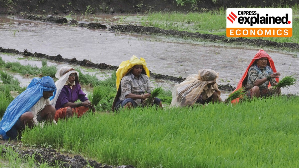 Paddy transplantation and farm preparation taking place at Wangani village in Velha taluka near Pune in 2023.