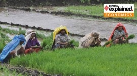 Paddy transplantation and farm preparation taking place at Wangani village in Velha taluka near Pune in 2023.