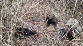 Kuno national park cheetah cubs