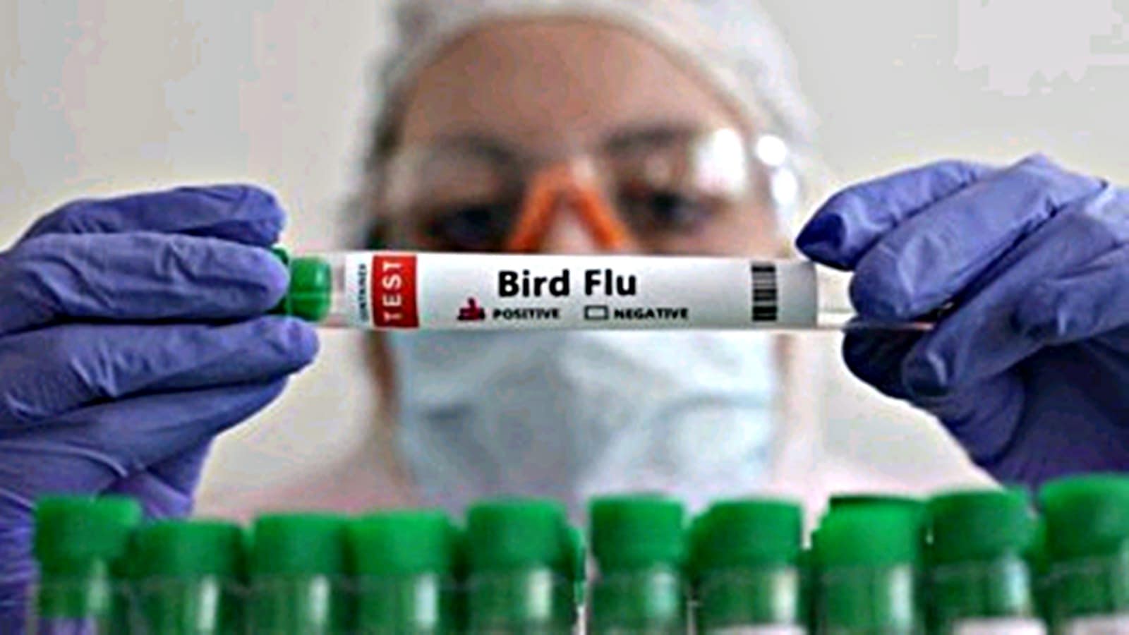 china bird flu, world news, indian express