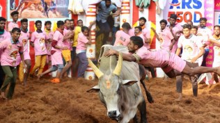 Organised with fervour and excitement by the state government every year, Jallikattu events have already been taking place for the past couple of days in districts like Pudukkotai, Dindigul, Madurai, etc.