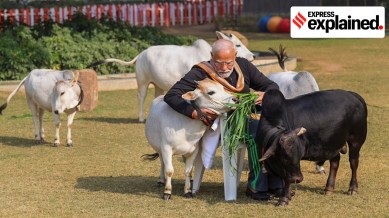 cow, modi