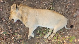 dead lion gir