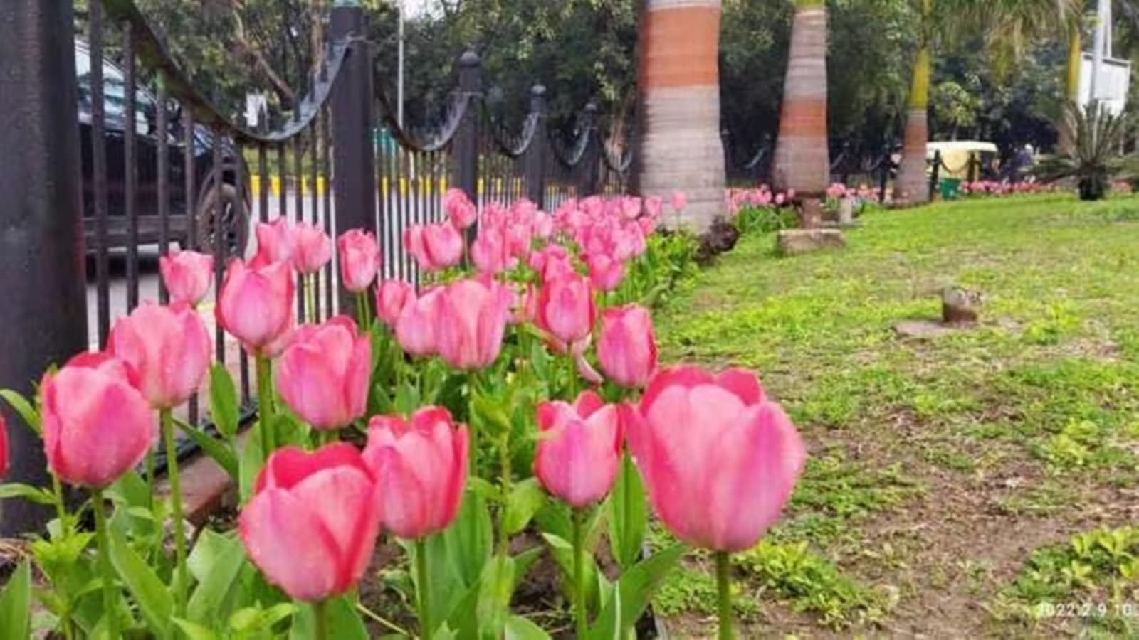 empress-garden-flower-show-from-january-25-to-28-pune-news-the