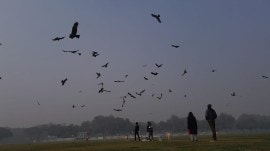 flying kites black kites, meat tossing to kites on R-Day, meat tossing at Kartavya Path, delhi Forest department, Republic day celebtrations, Republic Day IAF event, bird strikes, mitigation measures against bird strikes, delhi news, indian express news