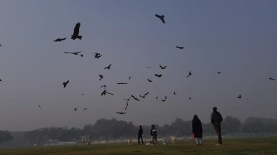 black kites, meat tossing to kites on R-Day, meat tossing at Kartavya Path, delhi Forest department, Republic day celebtrations, Republic Day IAF event, bird strikes, mitigation measures against bird strikes, delhi news, indian express news
