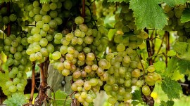 grapes export, red sea threat, india, indianexpress