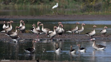 greylag geese, Khijadia Bird Sanctuary, international migratory birds in Gujarat, Gujarat Birdwatchers, Gujarat Forest Department, greylag geese numbers in Bird Sanctuary, Marine National Park, indian express news