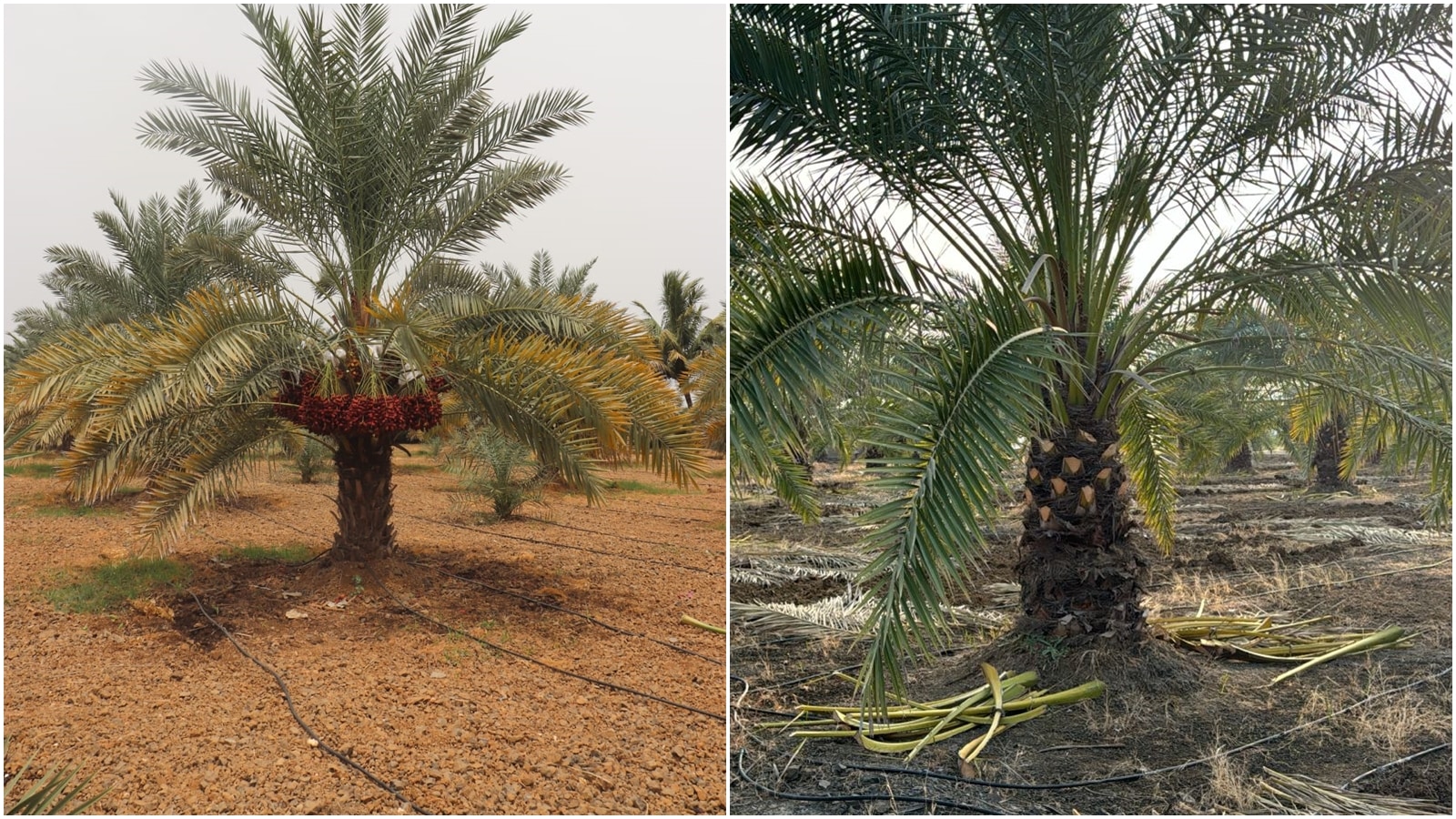 Gujarat dates, special kuch dates, Kachchhi Kharek dates quality, Gujarat special dates, Kachchhi Kharek, indigenous variety of Kutch dates, Gujarat GI tag, second fruit of Gujarat, geographical indication, Jubilant farmers, date geographicalc condition, indian express news