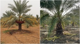 Gujarat dates, special kuch dates, Kachchhi Kharek dates quality, Gujarat special dates, Kachchhi Kharek, indigenous variety of Kutch dates, Gujarat GI tag, second fruit of Gujarat, geographical indication, Jubilant farmers, date geographicalc condition, indian express news