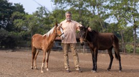 Deccani horse, Bhimthadi horse, horse independent breed, independent breed of India, horse breed, Bhimthadi recognises as independent breed, All India Bhimthadi Horse Association, Bhima river valley, pune news, indian express news