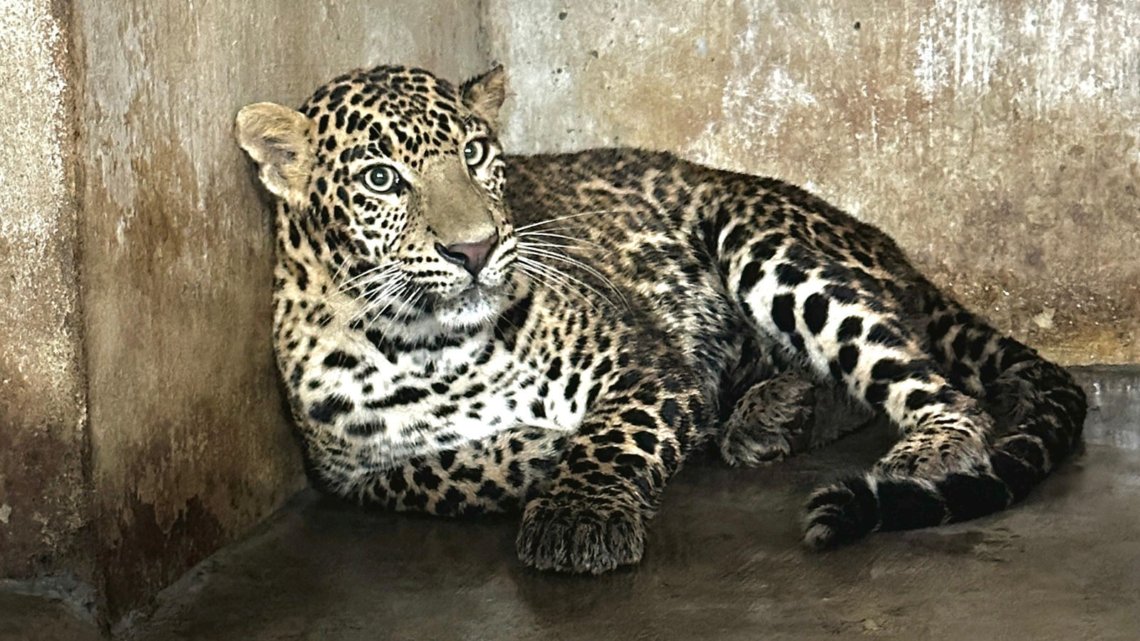 Tamil Nadu: Leopard that killed 2 taken to Arignar Anna Zoological Park ...