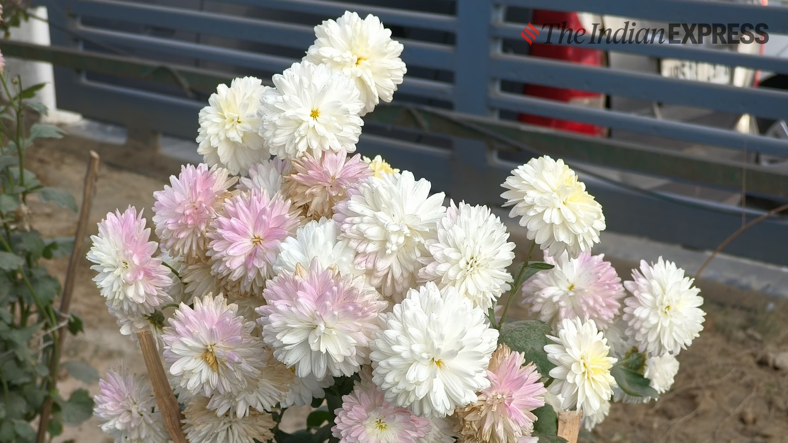 Oppo Reno 11 Pro camera sample