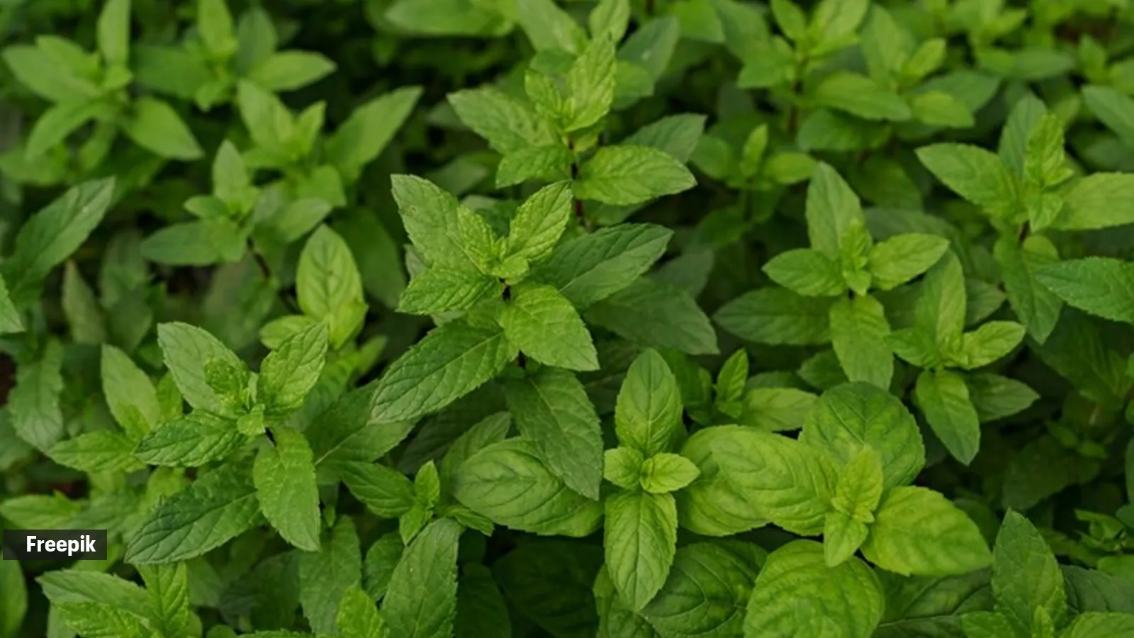 What happens to your body if you eat mint leaves or pudina every