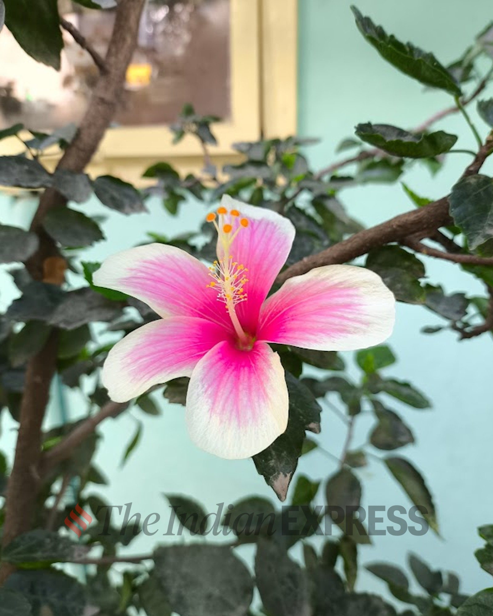 Poco X6 Pro camera sample