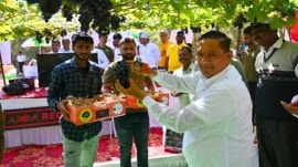 pune grapes Sahyadri Farms Nashik