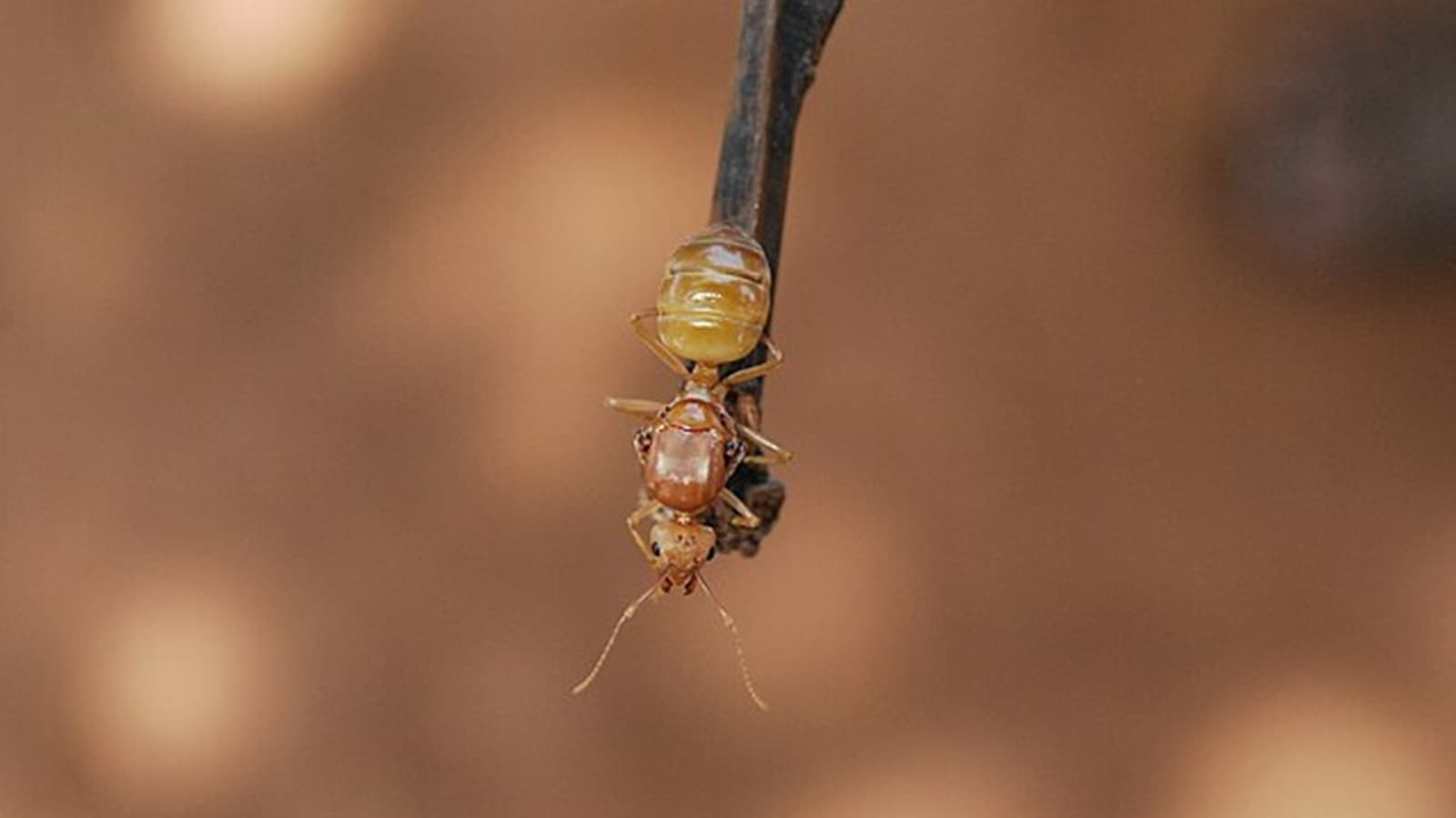 Cambodian cuisine introduces us to "Prahok Ktiss," a traditional dish made with fermented fish paste and, you guessed it, red ants. (Source: Wikimedia Commons)