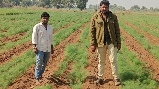 saunf, Gujarat Saunf, Gujarat saunf production, saunf crop, 2023 Rabi marketing season, cummins farming, Rabi season, coriander, jeera, mouth freshener, Gujaaarat news, indian express news