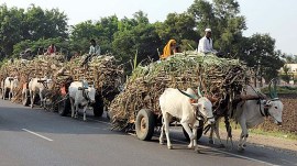 Sugar millers Ethanol Maharashtra