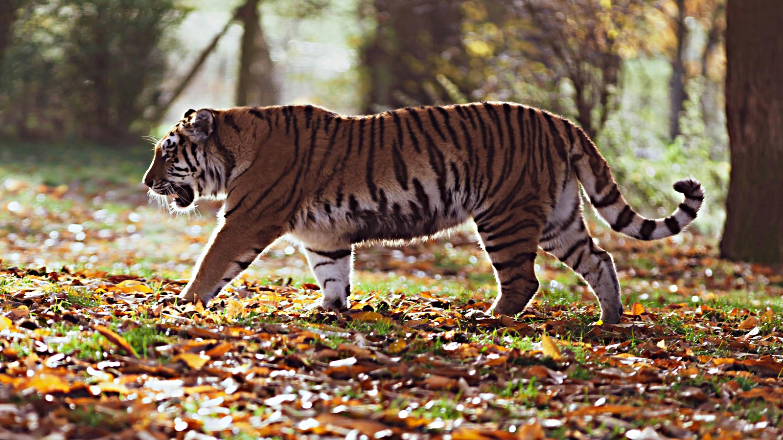 Similipal tigress now located in Purulia’s Manbazar, forest officials ‘hopeful’ of tranquilising it | Kolkata News Similipal tigress now located in Purulia’s Manbazar, forest officials ‘hopeful’ of tranquilising it | Kolkata News