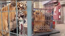 tiger and lion at PMLN rally