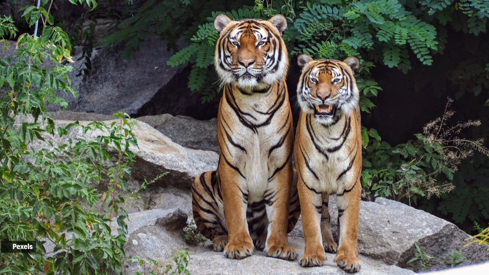 India gets first Dark Sky Park with Pench Tiger Reserve but what is it?