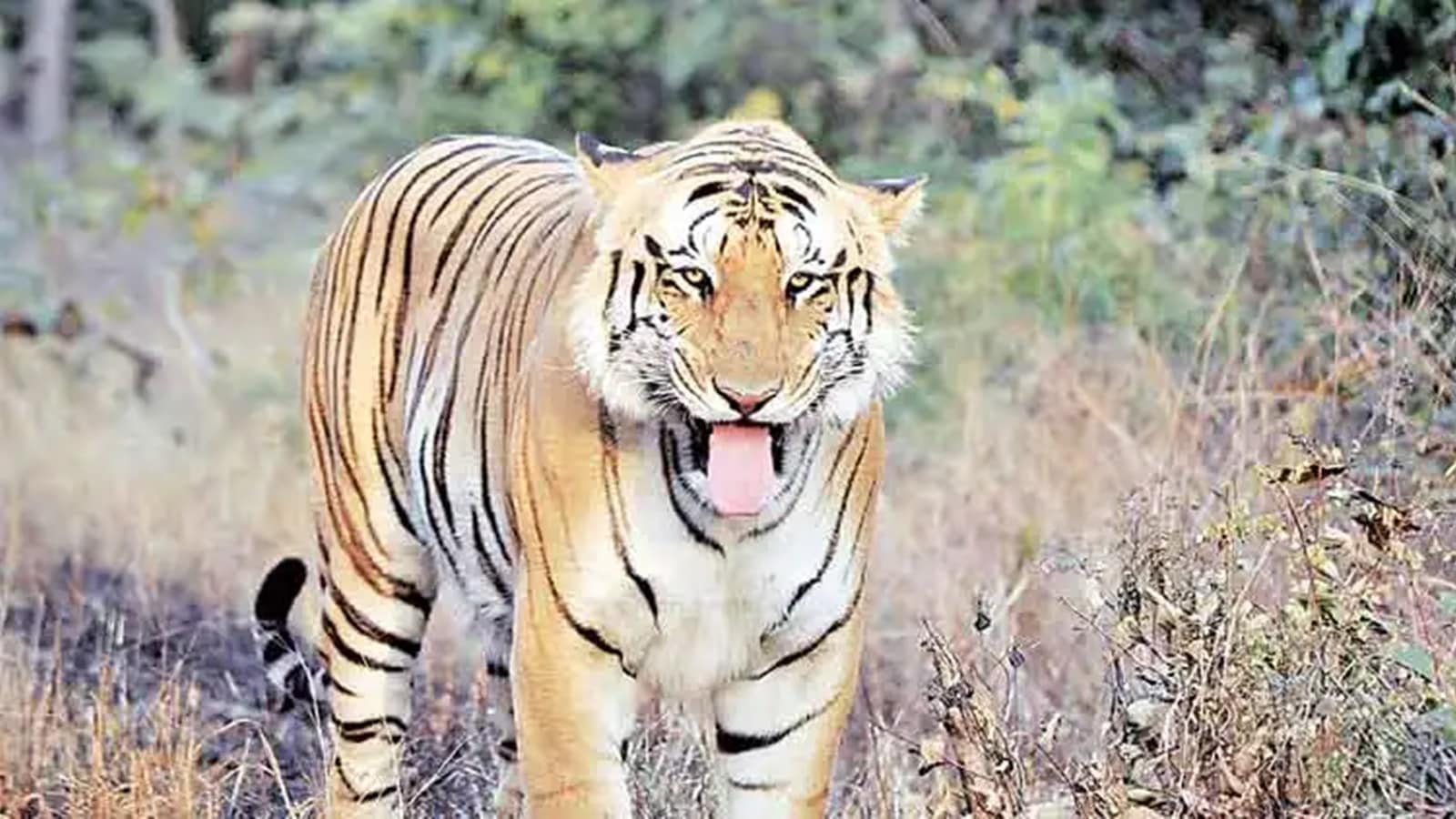 tiger stray into Haryana village