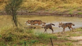 wolf Gujarat wolves, wolves bred, Gujarat Forest Department, wild herbivores population, soft-release facility, Gujarat forest officials, bird, nilgai, blue bulls, wild boars, indian express news