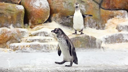 Ranibaug zoo, Ranibaug zoo tour for differently-abled, Mumbai news, Mumbai, Maharashtra news, Indian express news