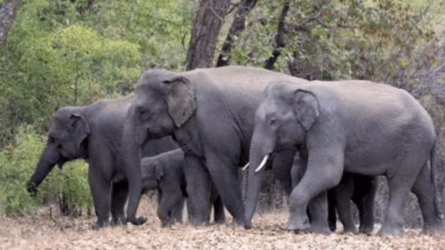 ‘Operation Jumbo unscientific and ineffective’ Animal rights body appeals to end capture of wild elephants in Karnataka