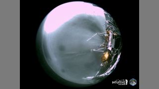 The landing strut of Intuitive Machines' Odysseus lunar lander absorbs first contact with the lunar surface during its landing at the Malapert A site on the Moon, as the liquid methane and liquid oxygen engine continues to throttle February 22, 2024. I