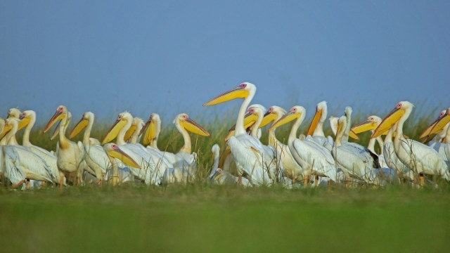 Indian wetlands, Indian grasslands, Central Asian Flyway sites, Ahmedabad news, Gujarat news, India news, Indian express, Indian express India news, Indian express India