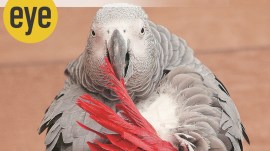 Behind Mrs Kapur’s desk, Swahili regarded us from his big brass cage
