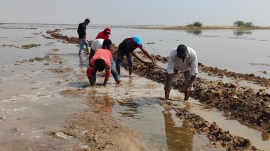 Narmada water destroying salt pans in Little Rann of Kutch, say agariyas