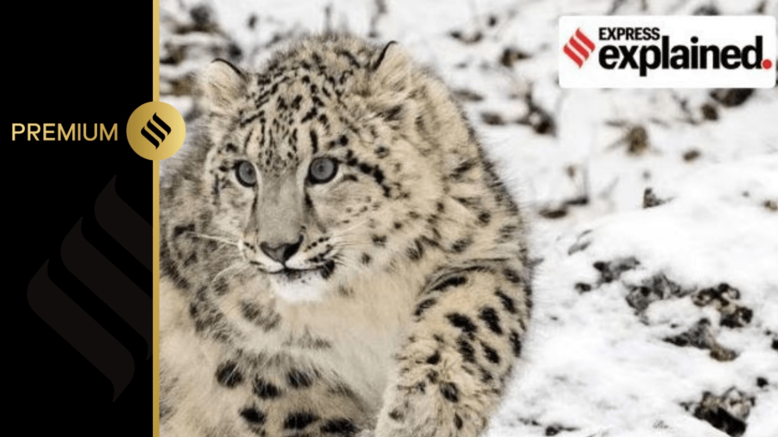 snow leopard