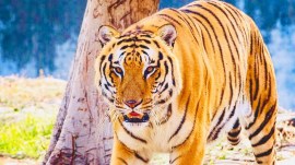 Aman Royal Bengal tiger Ludhiana zoo