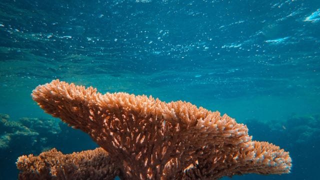 Away from Coastal Road perils, how Mumbai coast's fragile corals found new home to thrive