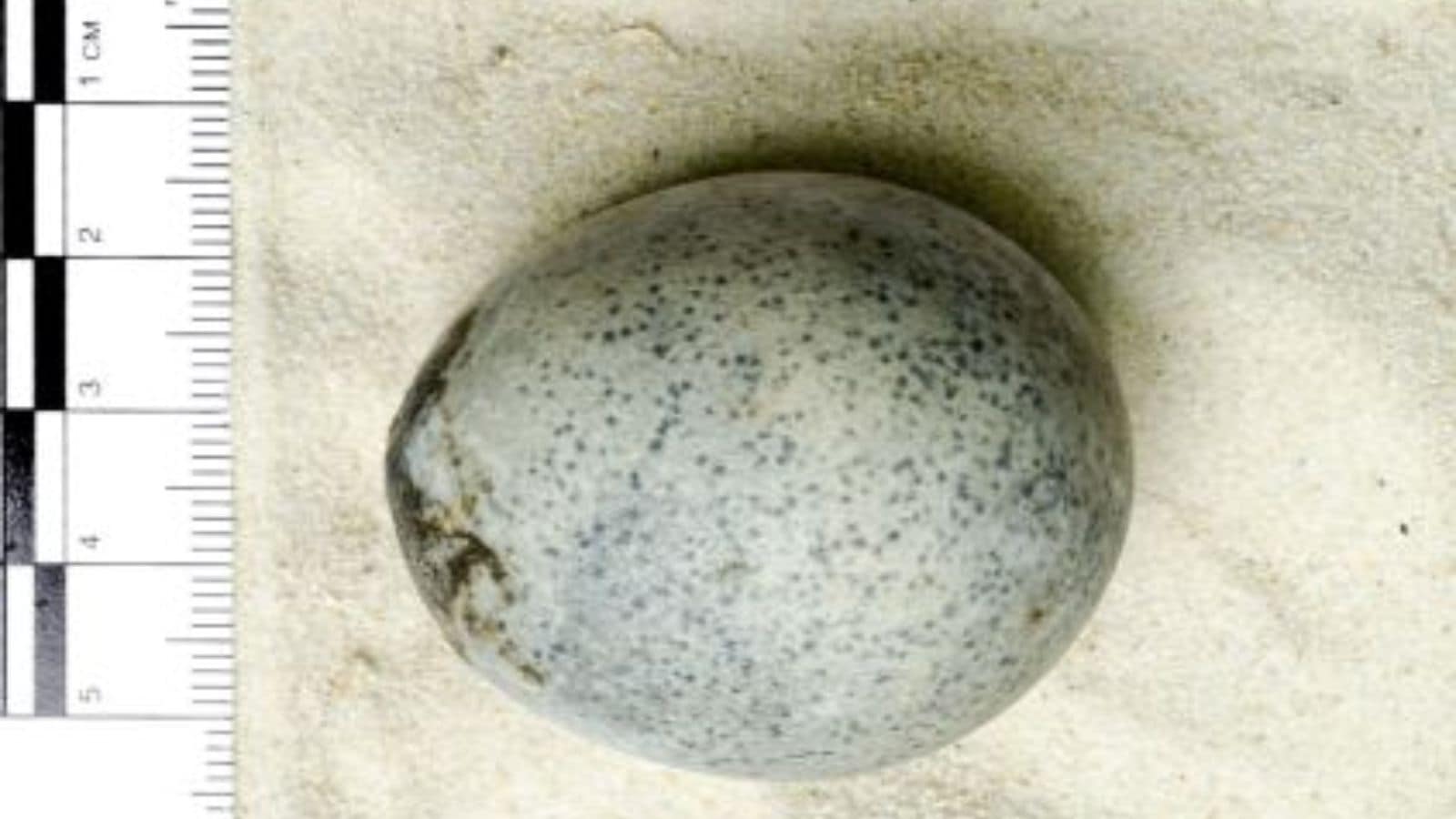 This egg was discovered in 2010 along with four others.