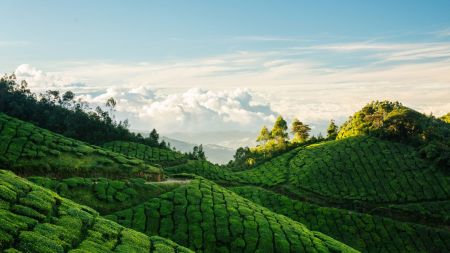 Best places to visit in India in March 2024 Munnar, Kerala India(Source Canva)