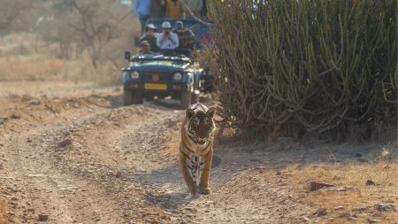 Best places to visit in India in March 2024 Ranthambore, Rajasthan India (Source Canva)