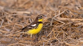 The small bird was sighted by tourist guides Shabbir Belim and Latif Belim who were guiding Roopa and her husband Ramchandra from Bengaluru, at Nal Sarovar lake on Wednesday morning.