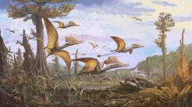 Artistic reconstruction of Ceoptera evansae, a flying dinosaur.
