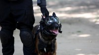 NSG Dogs