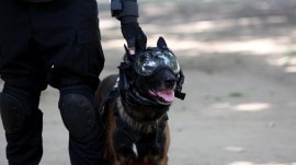 NSG Dogs
