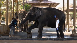 Gujarat animals resue, Gujarat animals treatment, Reliance Foundation, Vantara animal ecosystem, Gujarat leopard Deva infection, leopard treatment, metal wire snare, Gujarat forest department, indian express news