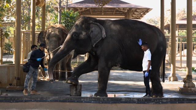 Gujarat animals resue, Gujarat animals treatment, Reliance Foundation, Vantara animal ecosystem, Gujarat leopard Deva infection, leopard treatment, metal wire snare, Gujarat forest department, indian express news