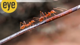 If ants display such intelligence, what about the millions of other species of insects and living things?