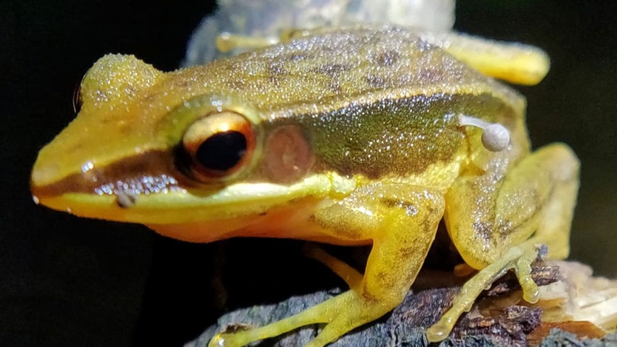 A frog with a mushroom growing out of its side
