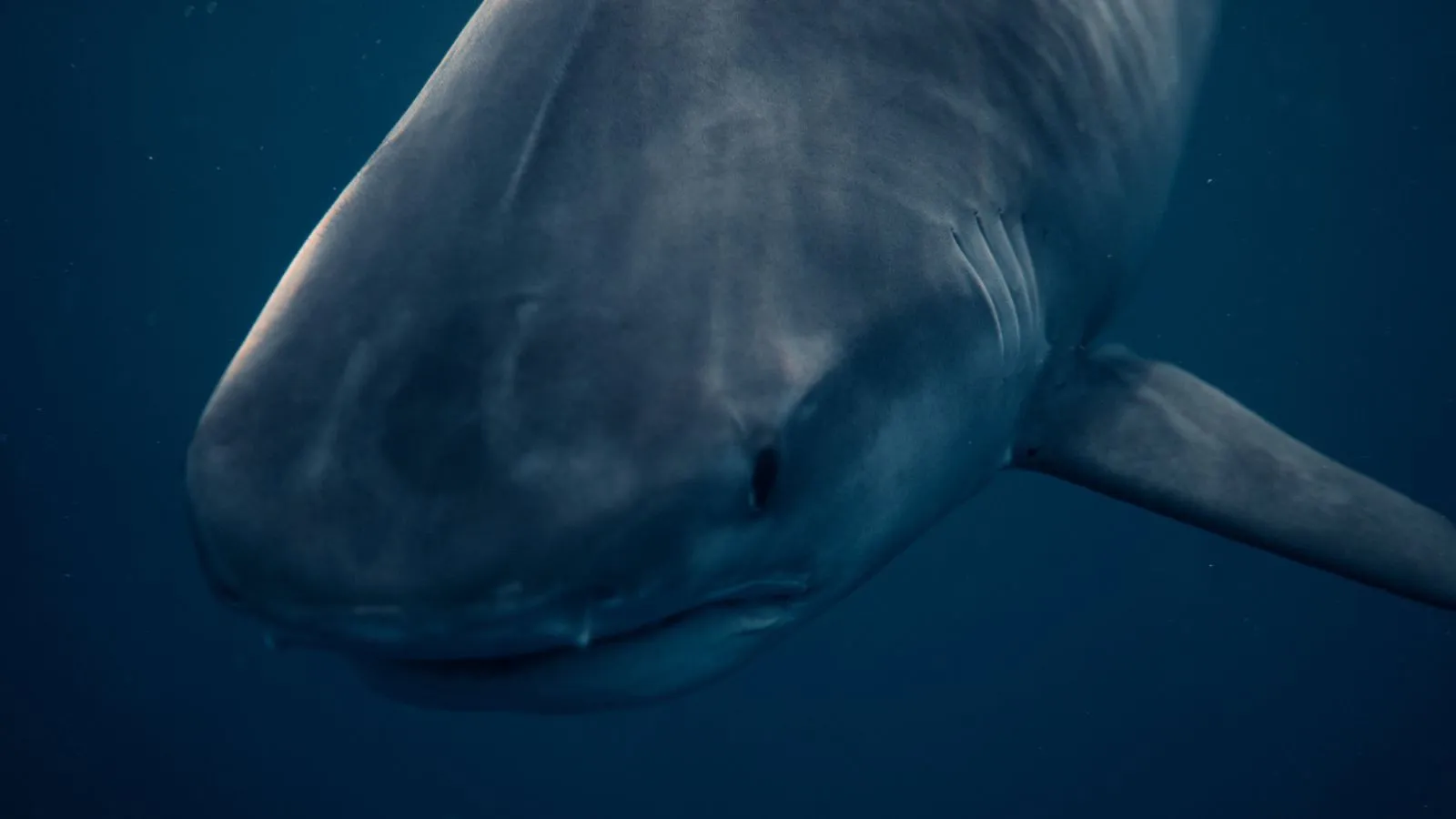 Great White Shark Nursery Filmed in Extremely Rare Footage
